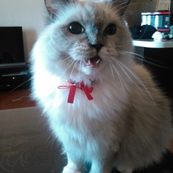 アンディの体調不良(免疫力強化)