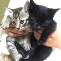 黒猫♀の里親募集です。