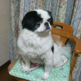 ラッキ－（犬種チン）の里親募集★岐阜近郊希望