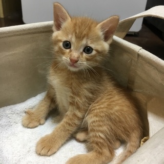 生後1ヶ月半のキジトラ、茶トラの里親募集中