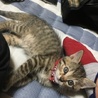 生後1ヶ月半のキジトラ、茶トラの里親募集中 サムネイル2