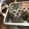 生後1ヶ月半のキジトラ、茶トラの里親募集中 サムネイル3