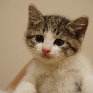 生後1.5ヶ月☆キジ白☆梶くん