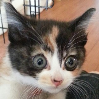 思わず笑っちゃう、お目目パッチリまなちゃん1ヶ月半