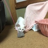 ボンボン大好き