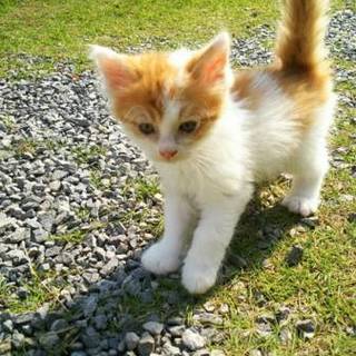 生後１ヶ月 メス三毛猫 里親様募集