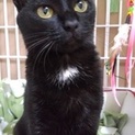 真っ黒美猫すずりちゃん♪　１歳くらい