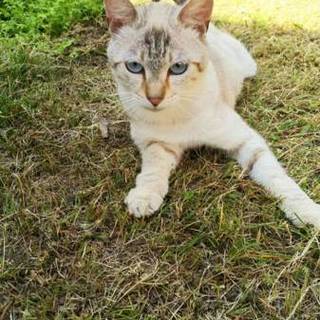 年齢不明 サバトラ メス