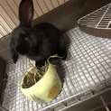 黒うさぎ 生後5ヶ月 再募集