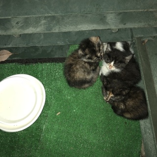 急募！保護猫です！里親様募集です！