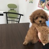 Dだいちゃん