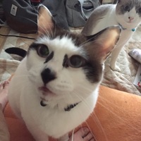 チャコ