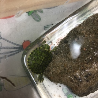 亀の赤ちゃん