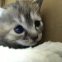 無事に里親様が見つかりました