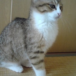 猫の遊び相手は、猫