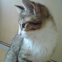 「猫の遊び相手は、猫」サムネイル2