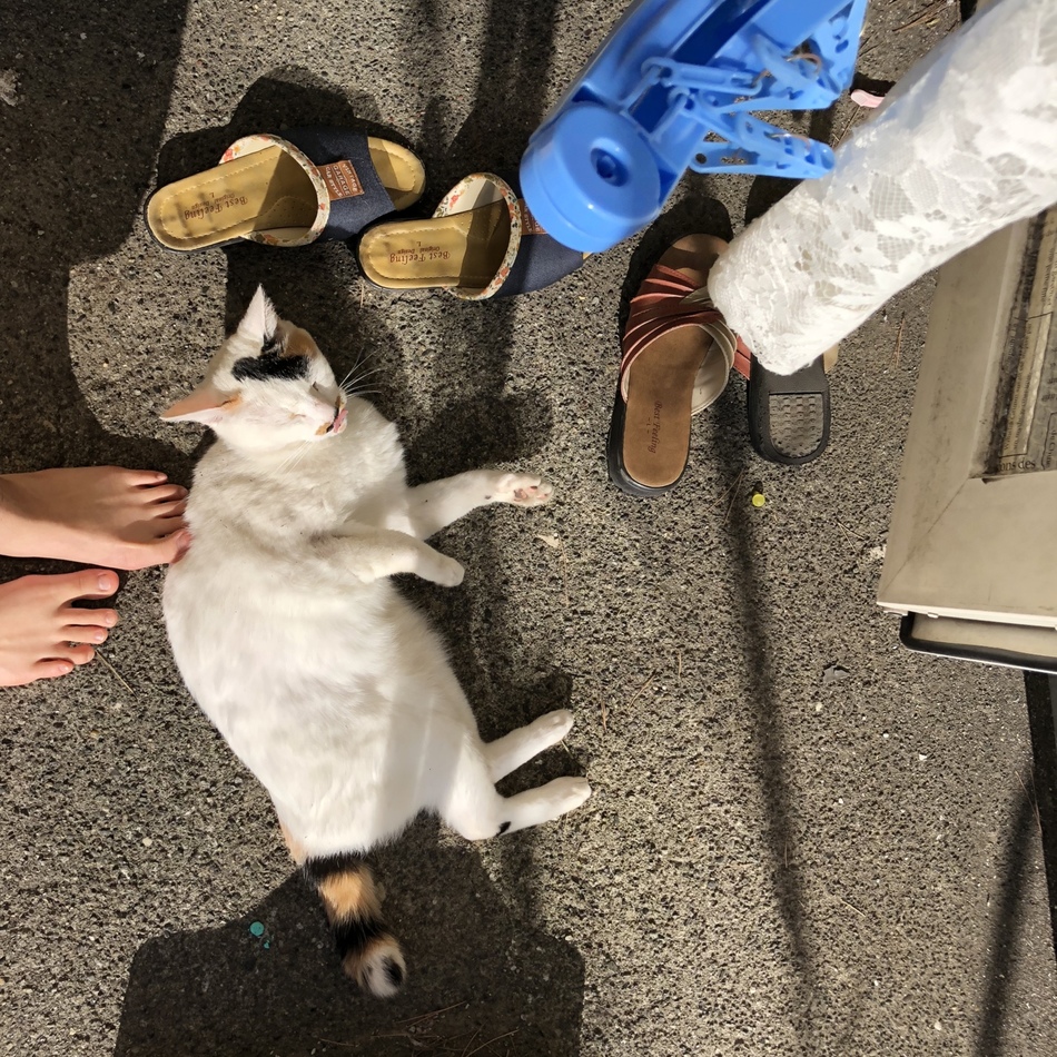 アロさんのカバー写真