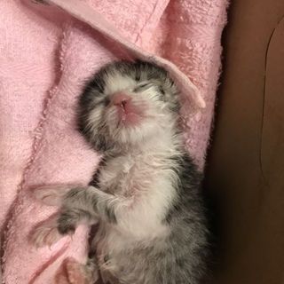 元気な子猫♡ おそらくメス
