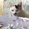 もともと捨て猫ちゃんだった三毛猫のミミ 女の子です！