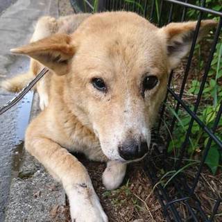 【最終期限5/31】おとなしいワンコです