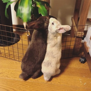 ミニウサギ ♀ 