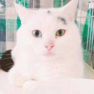 穏やかな飼いやすい大人猫たちペアで