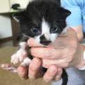 4月28日生まれの仔猫です　里親募集中!!