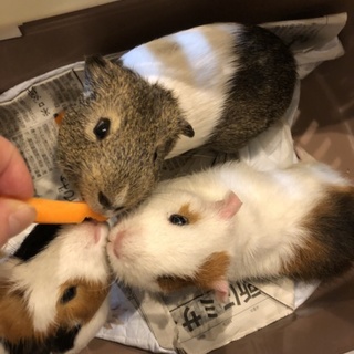 2匹のモルモット　里親のお願いです　1月生まれ