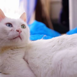 ブラン　トライアル決定！