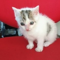 子猫の里親を募集しています！