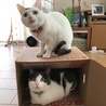 の写真