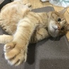 ゆかまる。