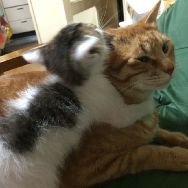 ゆかまる。のカバー写真