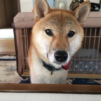 ふく