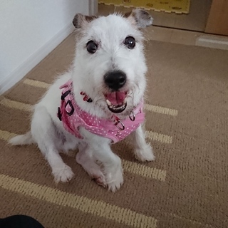 まだまだ元気で笑顔が素敵なマシュマロちゃん