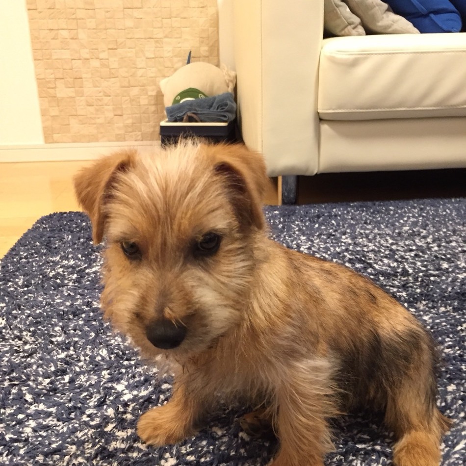 きなこのカバー写真