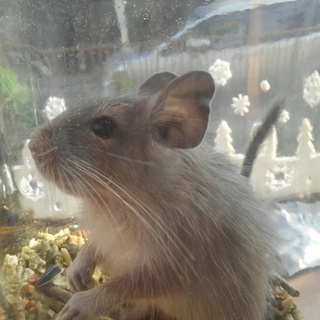 3月28日産まれのメスのブルーデグー2匹　※再募集