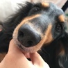 ちゃまここ