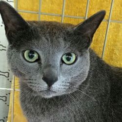 大口町元気なまちづくり事業　第１１回　大口猫の会譲渡会 サムネイル2