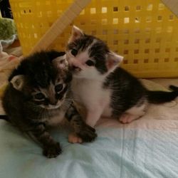 大口町元気なまちづくり事業　第１１回　大口猫の会譲渡会 サムネイル3