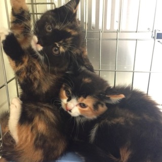 姉妹で里親様に迎えられました！有難うございました