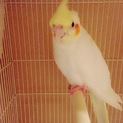 手乗りのオカメインコ里親募集中です！