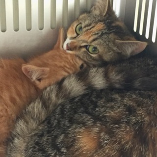 親子一緒に里親様に迎えられました！