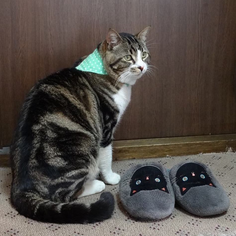 チビ太のカバー写真