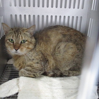 明日の朝に収容期限を迎えます。5/31