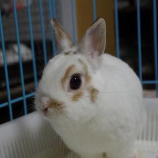 保護うさぎ ネザーの幸(みゆき)ちゃん