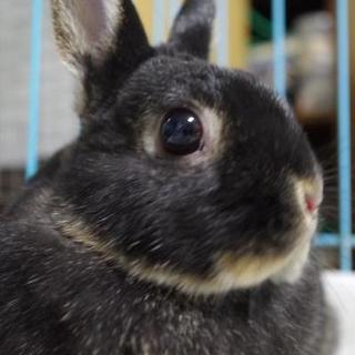 保護うさぎ ネザーの咲(さき)ちゃん