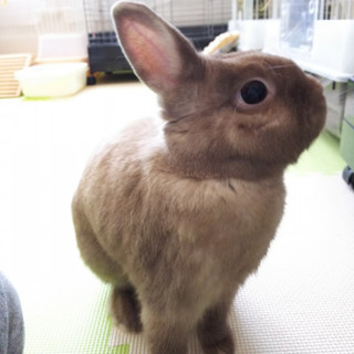 保護うさぎ リョウくん