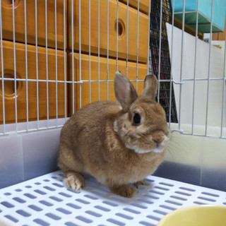 保護うさぎ カズくん