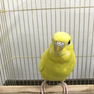 セキセイインコの里親さん募集中です！！